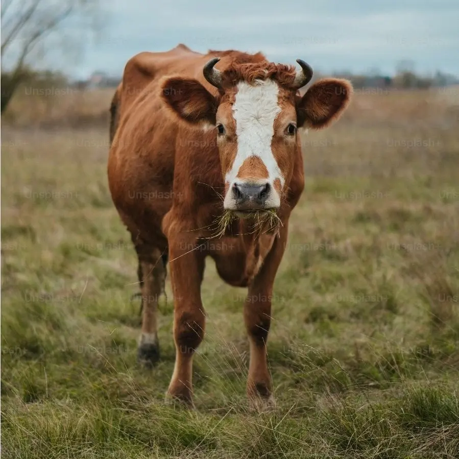 Gremlin_High_Af의 Male 141 cow hybrid bl
