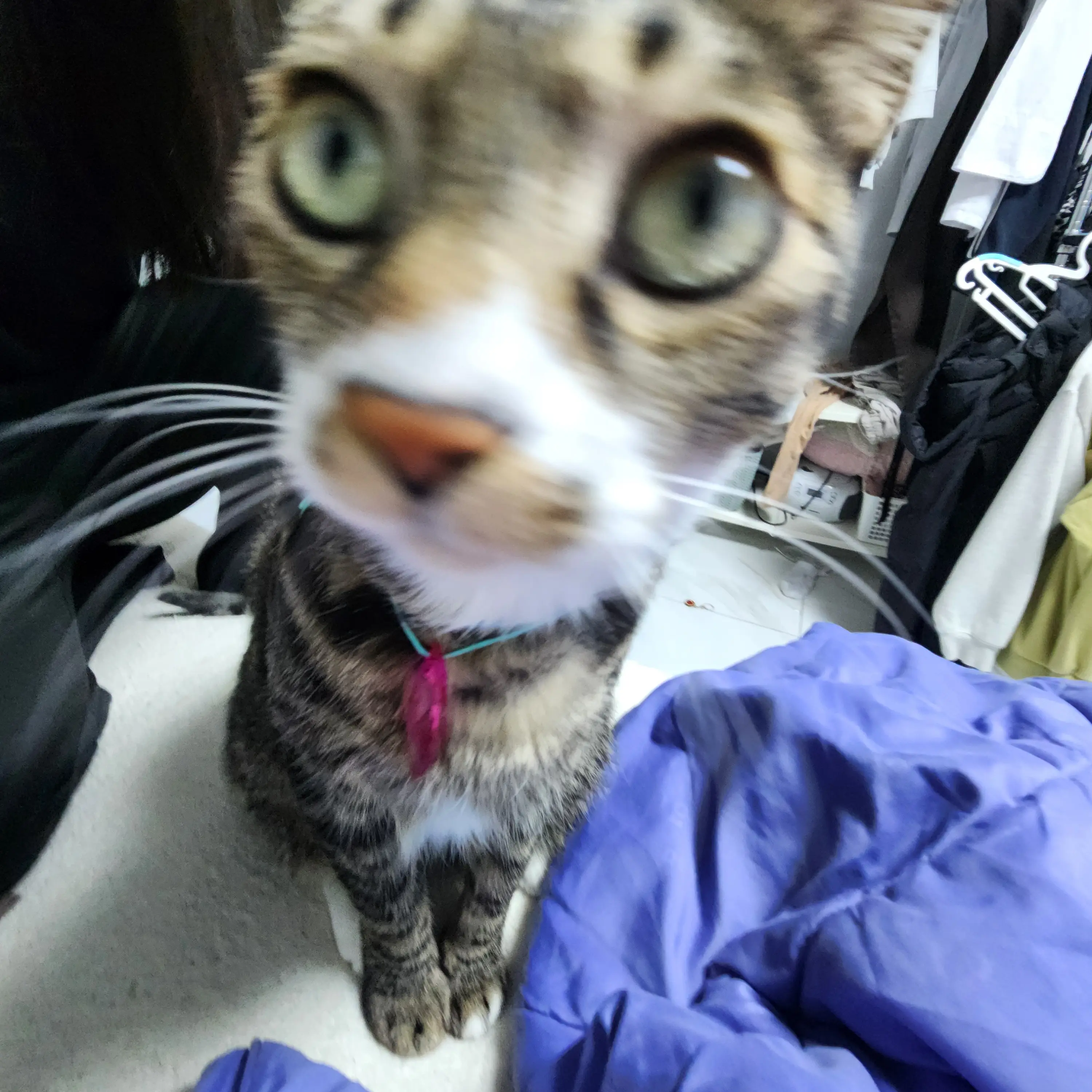 OutlawFate7574의 고양이
