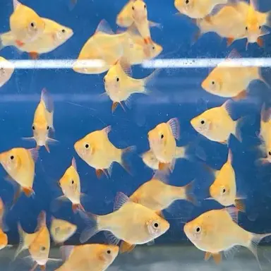 Profile image of 한동민