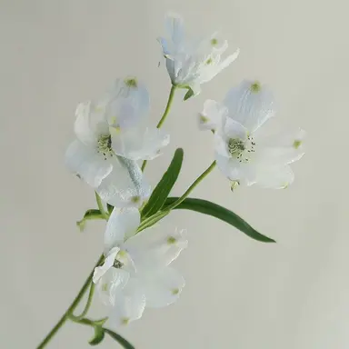 Profile image of 밥풀