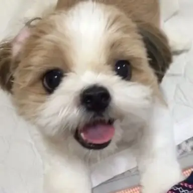 Profile image of 콩이