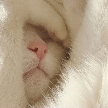 고양이