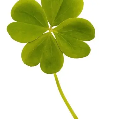 Profile image of 공룡