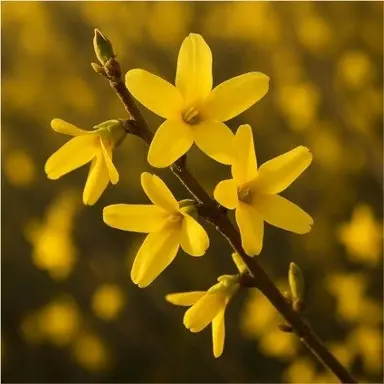 Profile image of 각별