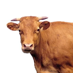 소