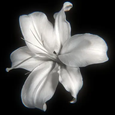 Profile image of 立花 仙蔵