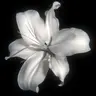 Profile image of 立花 仙蔵