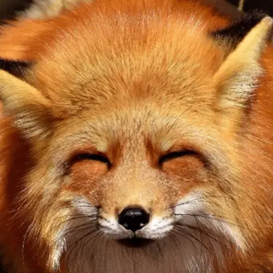 Profile image of 여우