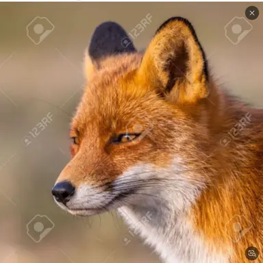 Profile image of 여우