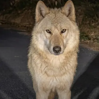 Profile image of 늑대