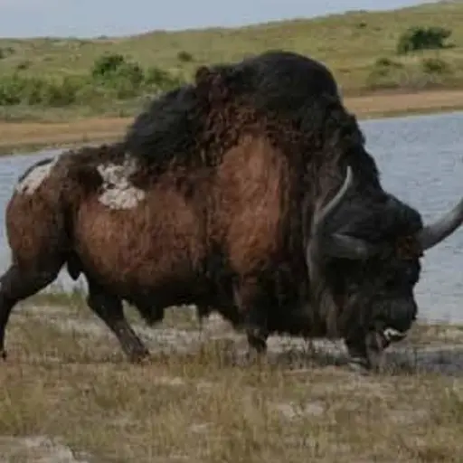 Mr_Crow의 Bison Anticus