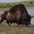 Bison Anticus