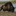 Bison Anticus