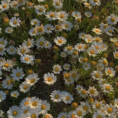 Profile image of キム・スンミン