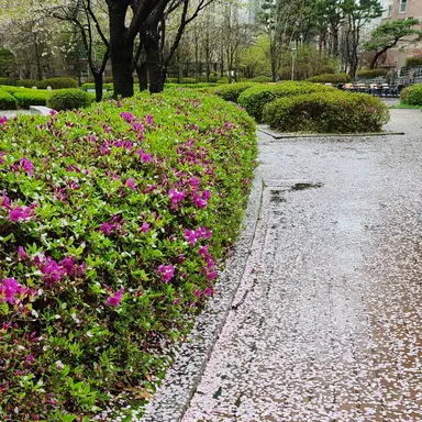 Profile image of 백현