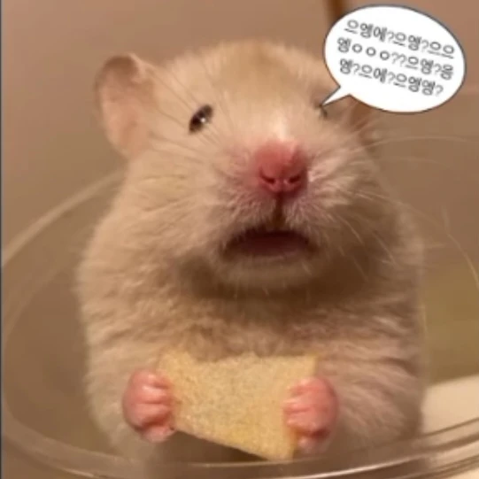 미니🐹