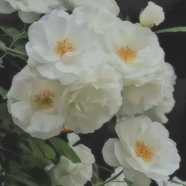 Profile image of 멜로우