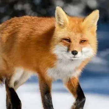 Profile image of 여우