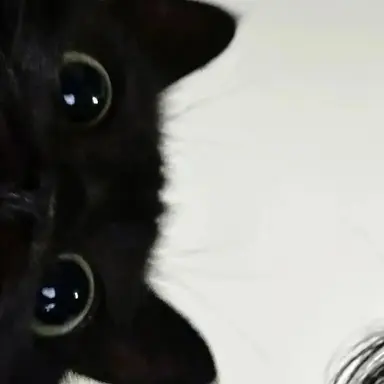 Profile image of 陸