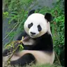 Profile image of 판다