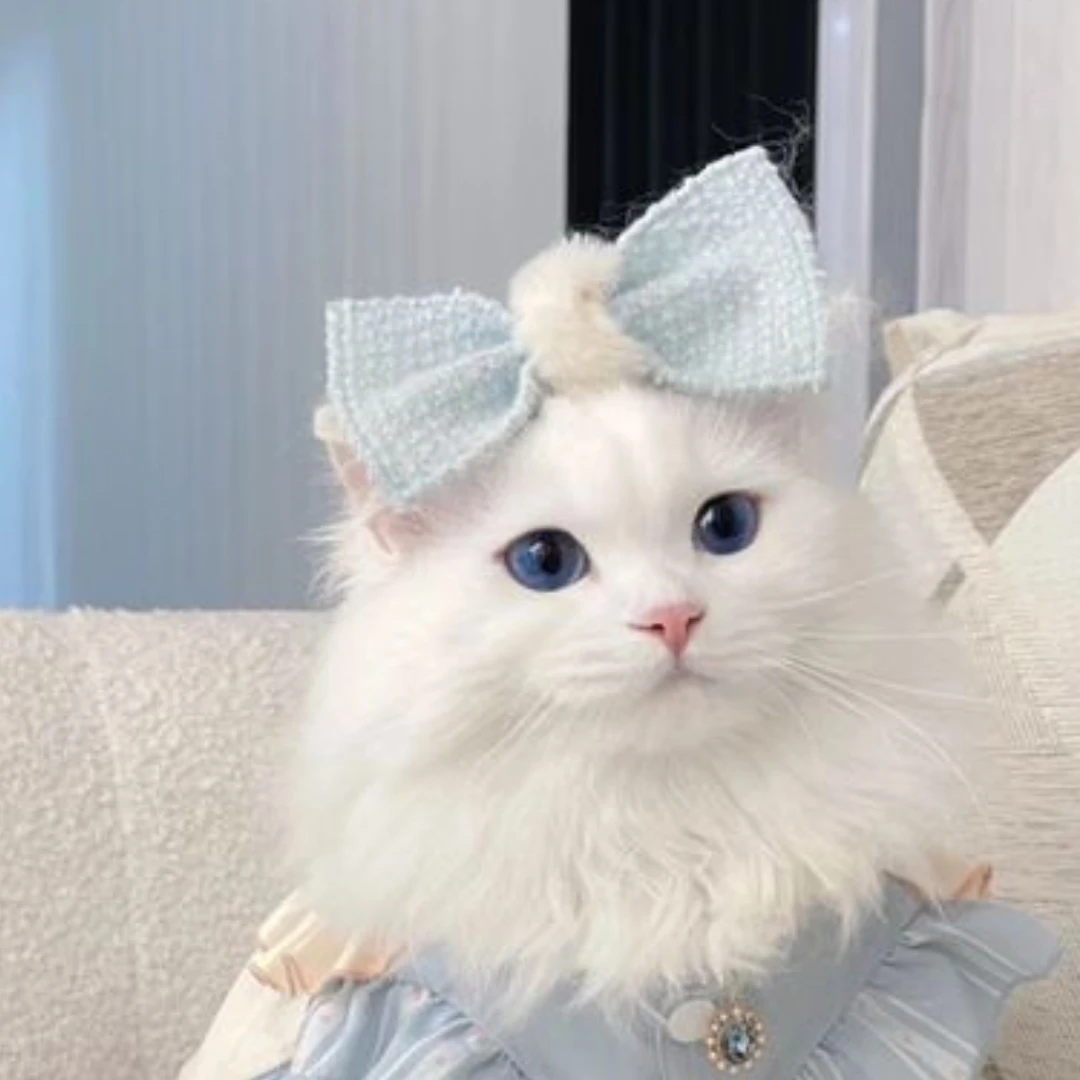 팬들