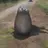 アザラシモドキ