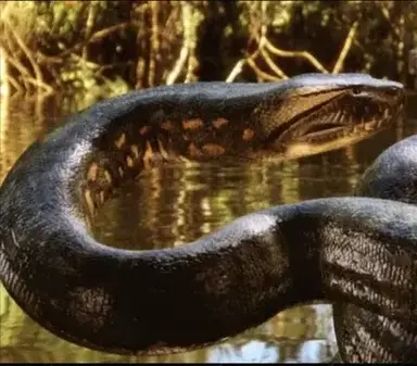 Profile image of Anaconda