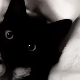 0530jh의 捨て猫