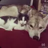 Profile image of Pets