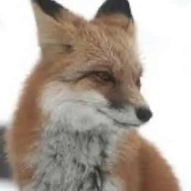 Profile image of 여우