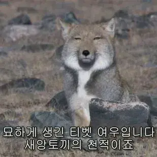 Profile image of 여우