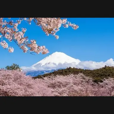 Profile image of アメリカ