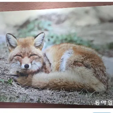 Profile image of 최여우