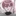糖蜜 甘音