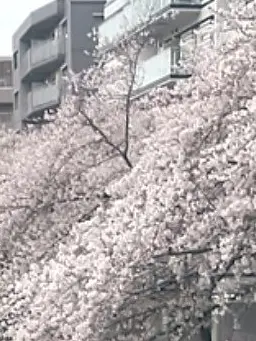 ClassyThrow6512의 なにわ男子病院