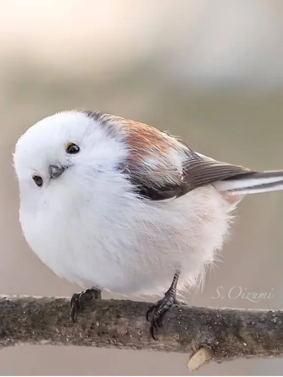 GummyPiano6286의 飼っていた鳥が人間に！？