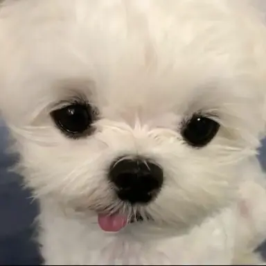 Profile image of 또렁