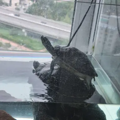 Profile image of 윌