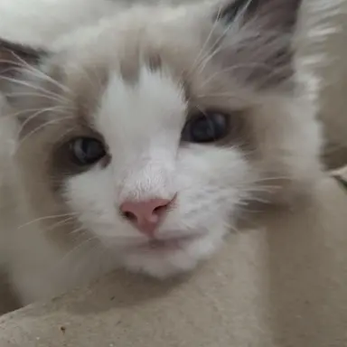 Profile image of 고양이