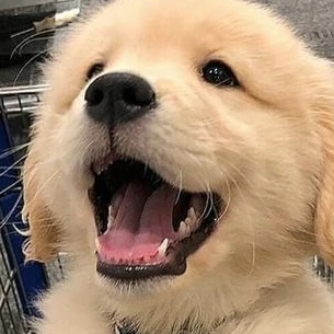 개