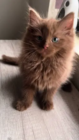 Profile image of Tom