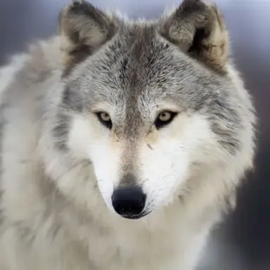 Profile image of 늑대