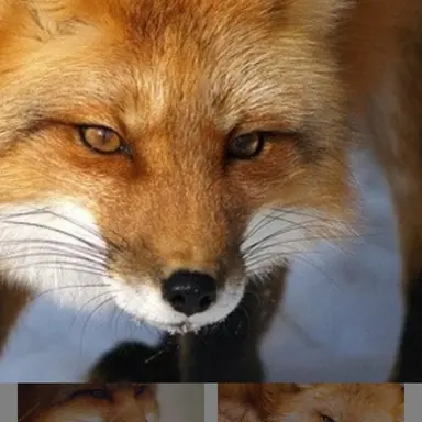 Profile image of 여우