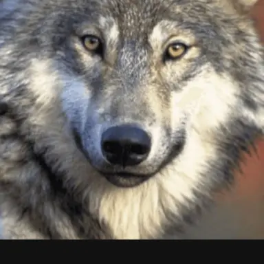 Profile image of 늑대