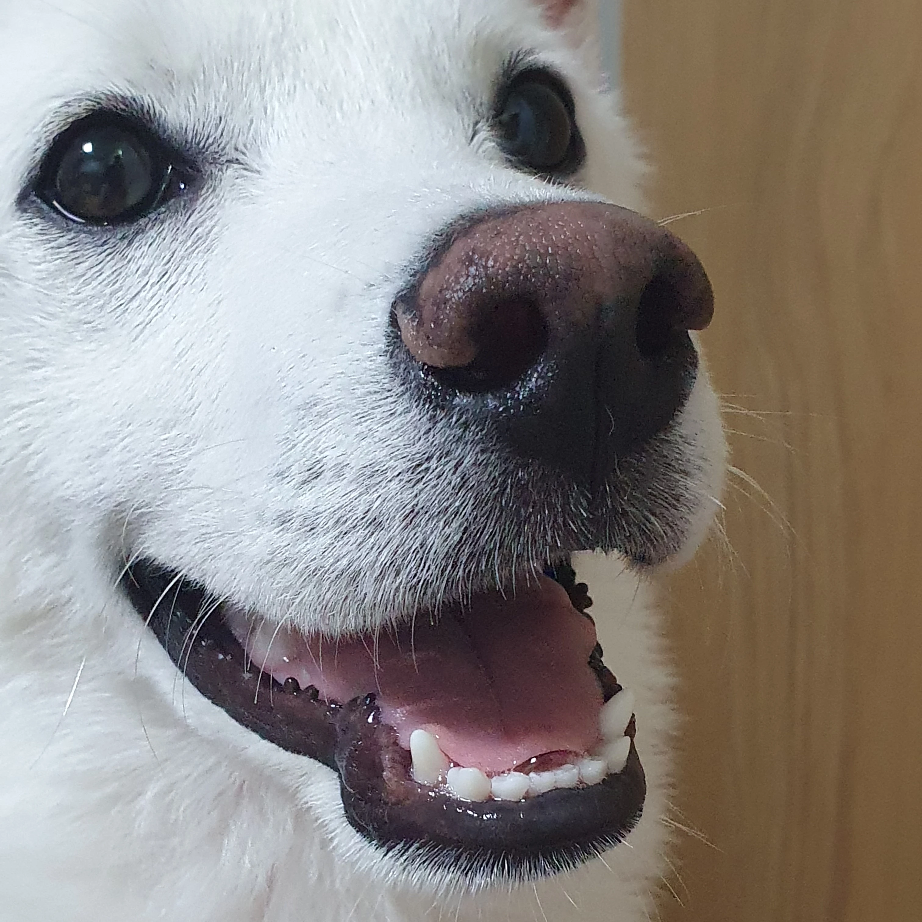 강아지 럭키