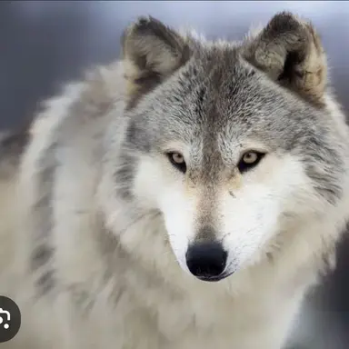 Profile image of 늑대ㅅㄲ