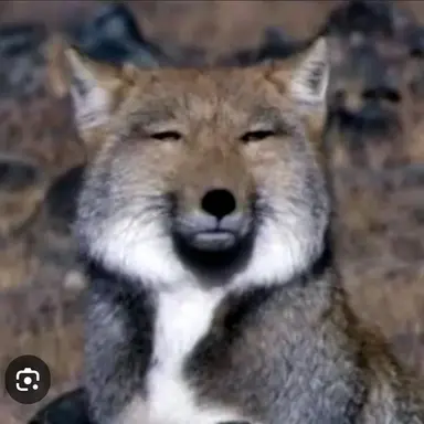 Profile image of 여우ㅅㄲ