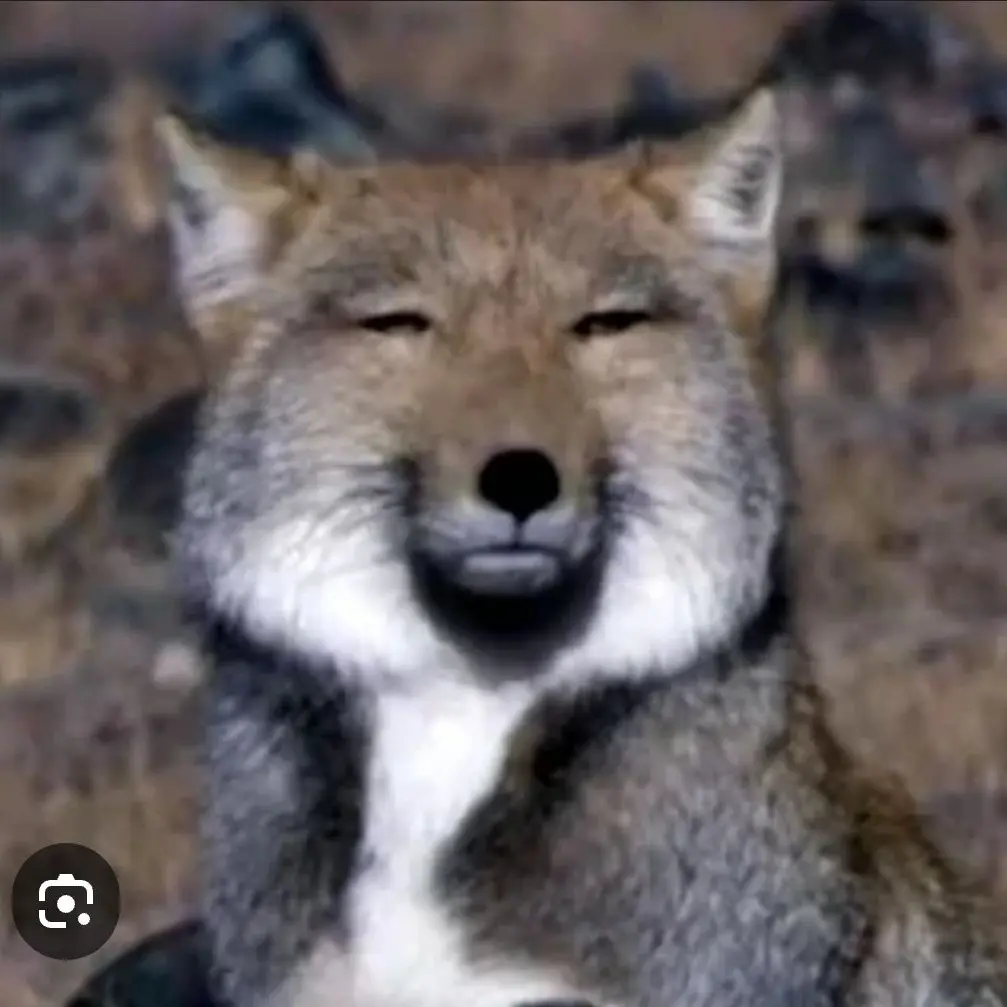 WearySwab1035의 Tlqkf제타에여우/늑대너무많아