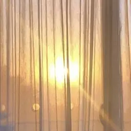 Profile image of 여우