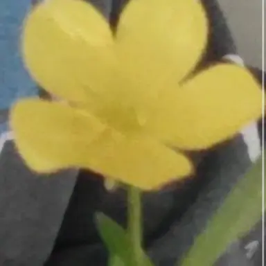 Profile image of Angel